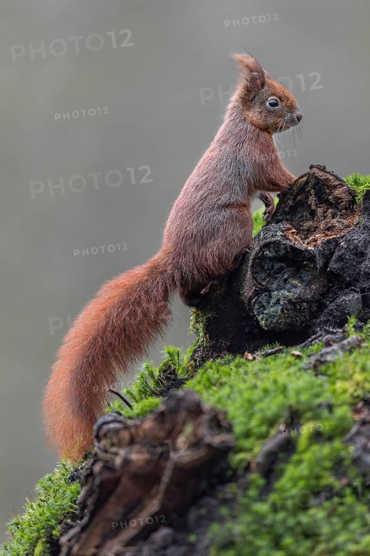 A squirrel (Sciurus vulgaris) curiously observes a fellow squirrel, sweet, cute, January, Germany