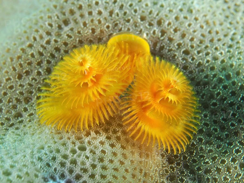 A bright yellow Indo-Pacific Christmas tree worm (Spirobranchus corniculatus) nestled amongst corals, displaying a symmetrical pattern, at the Prapat dive site, Penyapangan, Bali, Indonesia