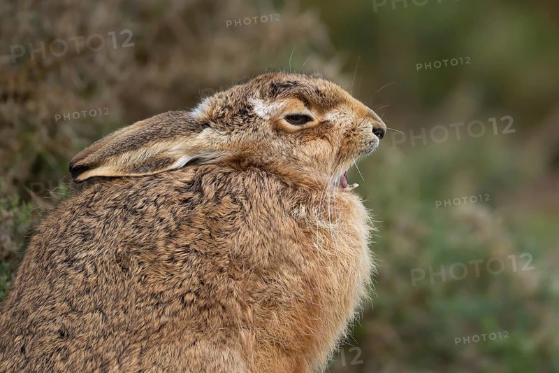 European brown hare (Lepus europaeus) adult sleepy animal yawning, England, United Kingdom