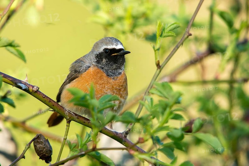 Redtail, Phoenicurus phoenicurus, redstart, birds, garden birds, passeri, songbirds, birds