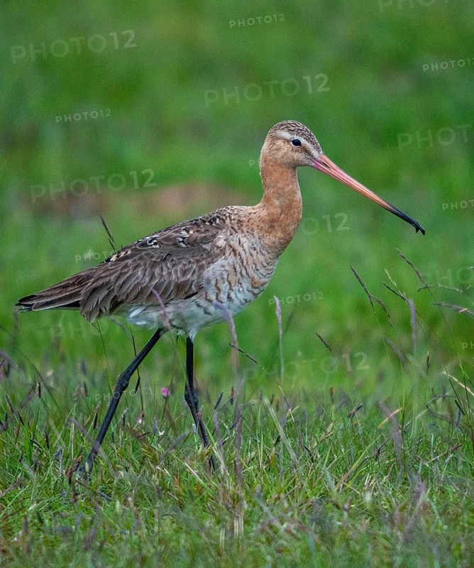 Black-tailed Godwit, Limosa Limosa, Sweden, black-tailed godwit, birds, charadriiformes, high size, portrait, limikolen, snipe birds, scolopacidae, Sweden, birds, waders, waterbirds, waders, Öland