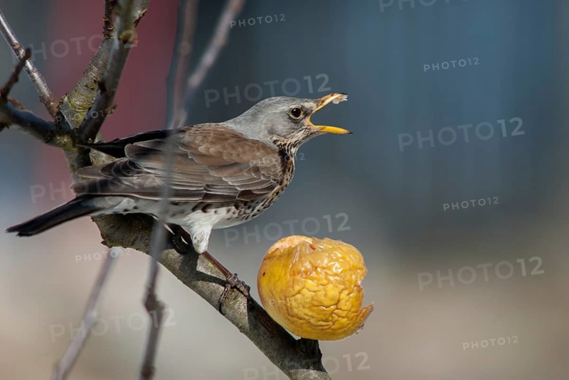 FieldFare, Turdus Pilaris, Juniper Thrush, Birds, Thrush, Garden, Passeri, Songbirds, Thrush, Birds, Winter Feeding