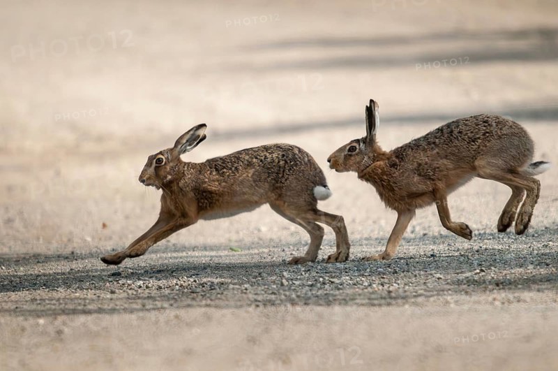 Brandenburg, European hare, hare, Germany, hares, lagomorpha, lepus europaeus, nabu, national natural heritage, natural paradise Grünhaus, post-mining landscape, bunny, green house, hare, mammals, mammals, mammals
