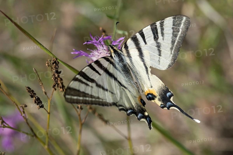 Brandenburg, Germany, Iphiclides Podalirius, Nabu project, national natural heritage, natural paradise Grünhaus, Scarce swallowtail, sailbutterfly, post-mining landscape, butterfly, green house, insects, pear-tree swallowtail, sail swallowtail, butterfly, butterflies