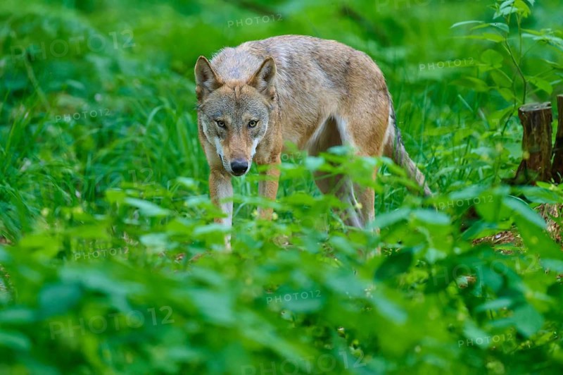 A wolf peers intently through the dense undergrowth, summer, wolf (Canis lupus), Germany