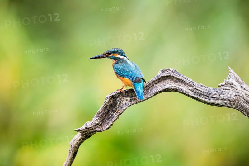 Common kingfisher (Alcedo atthis) sitting on an old wooden branch in late summer, wildife, Bavaria, Germany