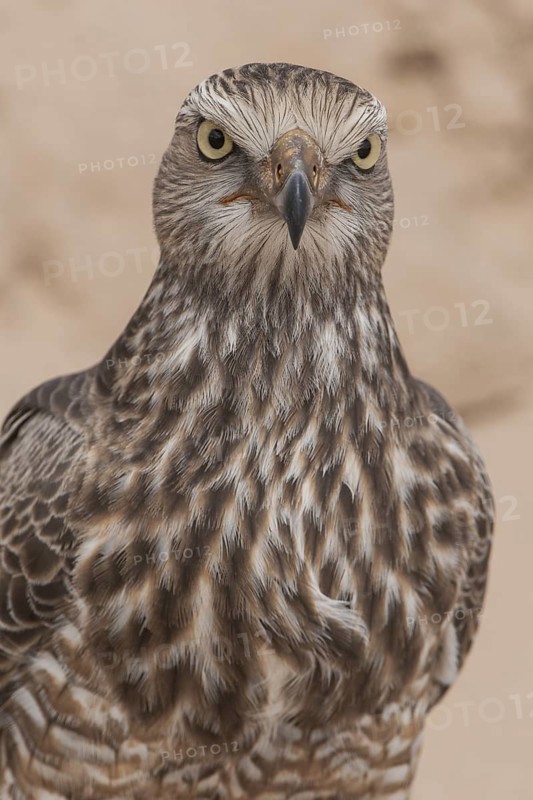 Pale Chanting Goshawk (Melierax canorus) juvenile, Northern Cape, South Africa