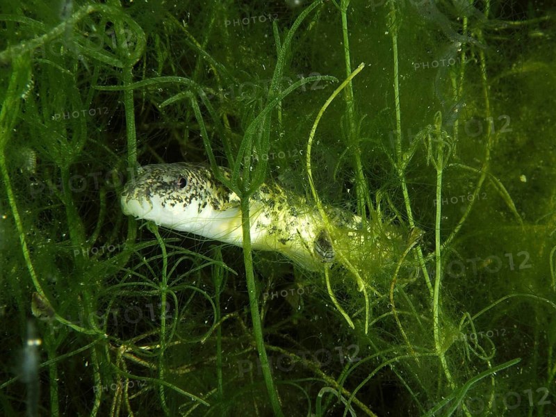 A fish, the brook loach (Barbatula barbatula), is hiding amongst the algae in a natural habitat at the Wildsau diving spot, Berlingen, Lake Constance, Switzerland and Germany