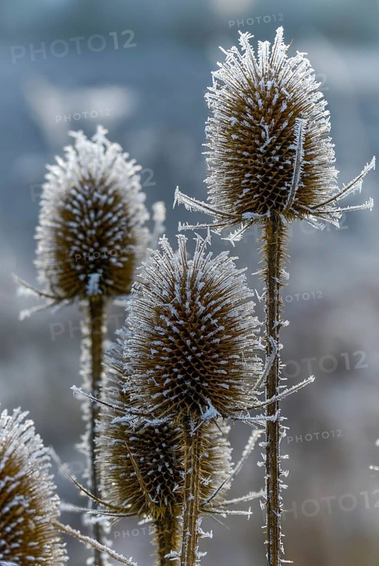 Dipsacaceae, Dipsacus Fullonum, Dipsacus sylvestris, card family, wild card, detail, ice crystals, flora, frost, Fuller's teasel, high size, portrait format, cold, plants, hoarfrost, rime, wild teasel, winter