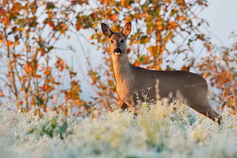 European roe deer (Capreolus capreolus), female roe deer in winter, North Rhine-Westphalia, Germany