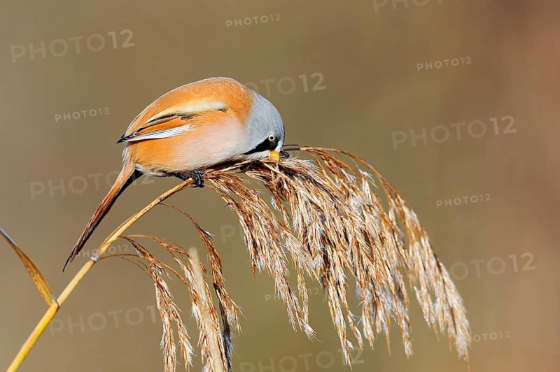 Bearded Tit (Panurus biarmicus), male eating the seeds from a fruiting reed (Phragmites australis), North Rhine-Westphalia, Germany