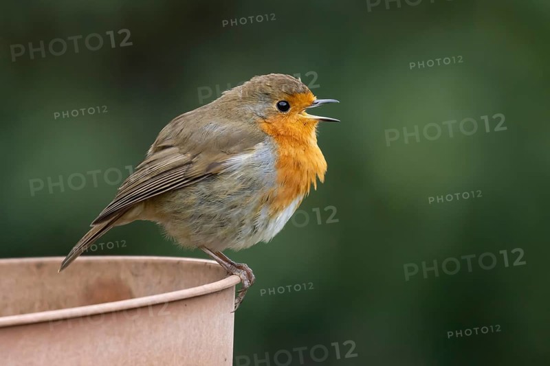 European robin (Erithacus rubecula) adult garden bird singing on a plant pot in spring, England, United Kingdom
