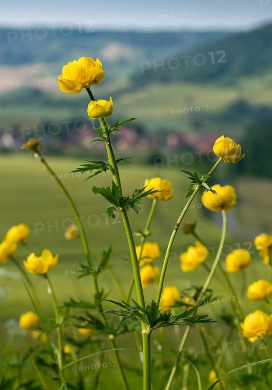 Budabin seed, buttercup, butter ball, butterrose, globe flower, goldhead, buttercup family, ball ranunculus, ranunculaceae, trollflower, trollius europaeus, flora, high size, portrait format, plants, plants