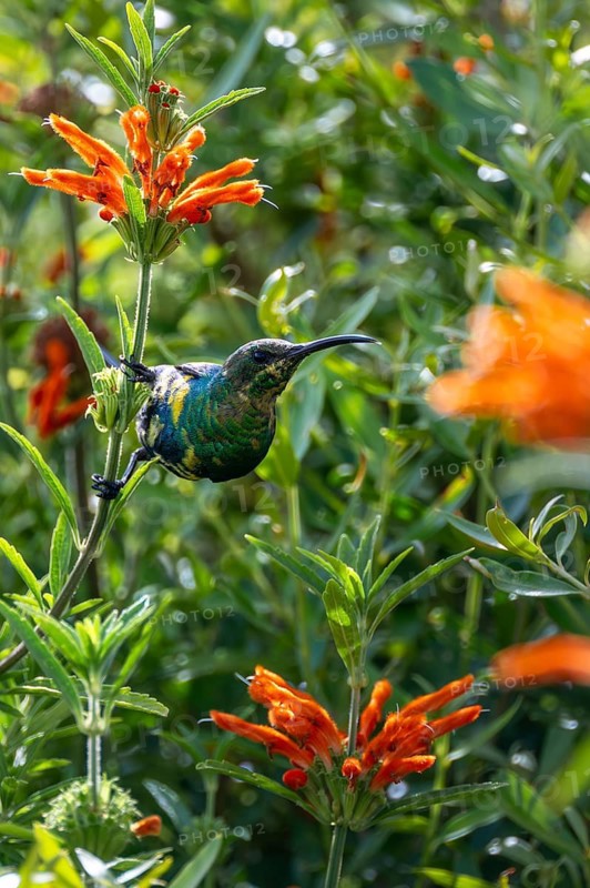 Malachite Sunbird (Nectarinia famosa) Male, Western Cape, South Africa