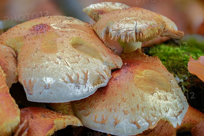 Chrome yellow Schüppling, Jahn's scalycap, Pholiota Jahnii, brush scraping, fungi, fungi, mushrooms