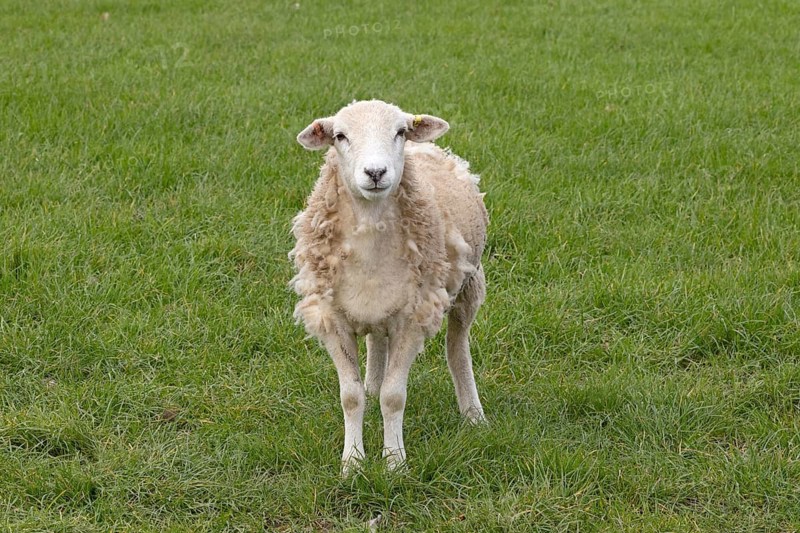 Sheep looking at camera, Alveston, Stratford-upon-Avon, Warwickshire, England, Great Britain