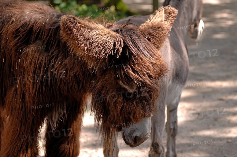 Poitou donkeys (named after the Poitou-Charentes region in western France) at the Tiergarten, Am Tiergarten 30, Nuremberg, Middle Franconia, Bavaria, Germany