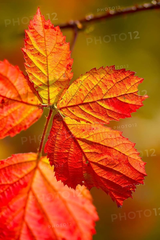 Blackberry, real blackberry, autumn colors, Rubus fruticosus agg., autumn, blackberry, flora, autumn, autumn leaves, high size, portrait format, plants, plants