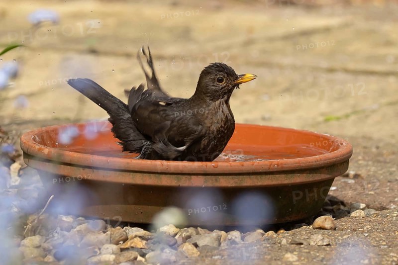 Eurasian blackbird (Turdus merula) adult male garden bird bathing in water in a plant pot saucer, England, United Kingdom