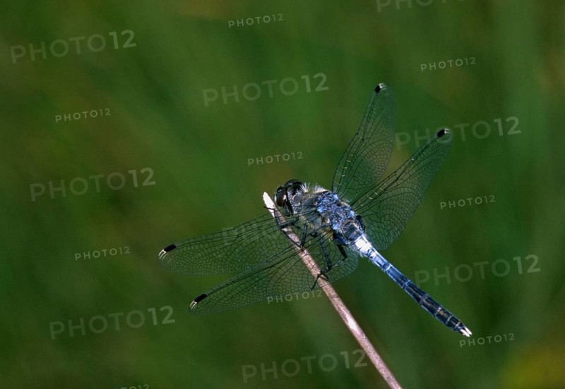 Eastern white-faced darter, leucorrhinia albifrons, anisoptera, damselflies, ffh, insects, leo, dragonflies, male, odonata, eastern mossmaid