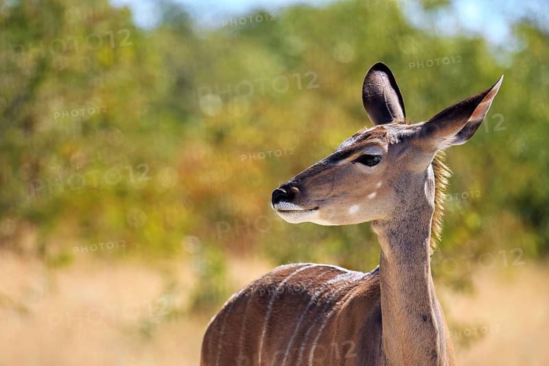 Lateral close-up of a kudu with fine fur in front of a green landscape, Greater kudu in Etosha Park in Namibia (Strepsiceros strepsiceros)