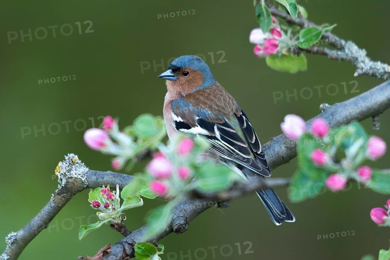 Chaffinch, fringilla coelebs, fruit tree blossoms, birds, spring, male, passeri, songbirds, song birds, jump, birds