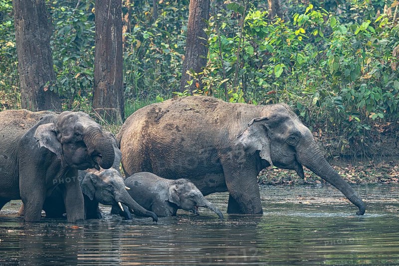 Elephants with young animals at watering hole, Asian elephant, Elephas maximus, Bardia National Park, jungle, jungle, Nepal