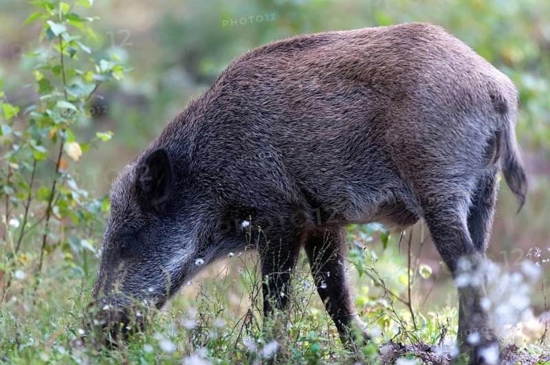 Artiodactyla, even-toed ungulate, cloven-hoofed, wild boar, wild boar, mammals, mammals