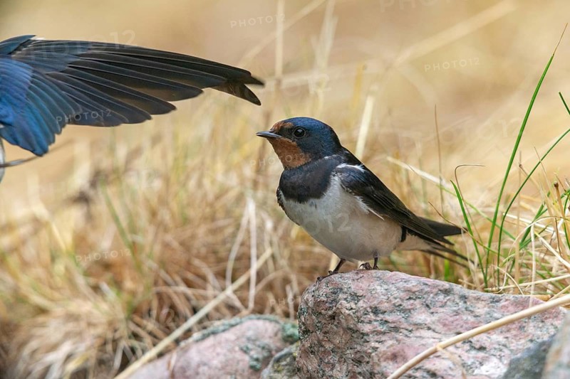Hirundo rustica, barn swallow, birds, passeri, swallows, songbirds, birds