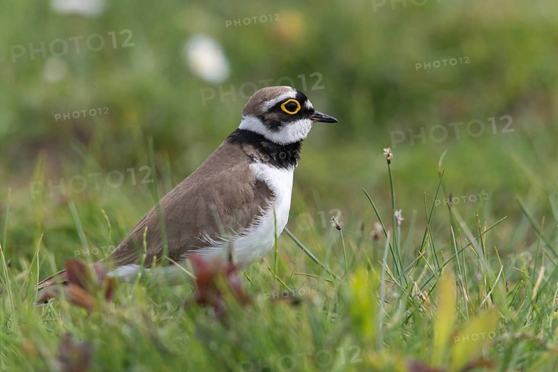 Charadrius dubius, plover, little ringed plover, birds, charadriiformes, limikolen, plower, plover, birds, waders, waders