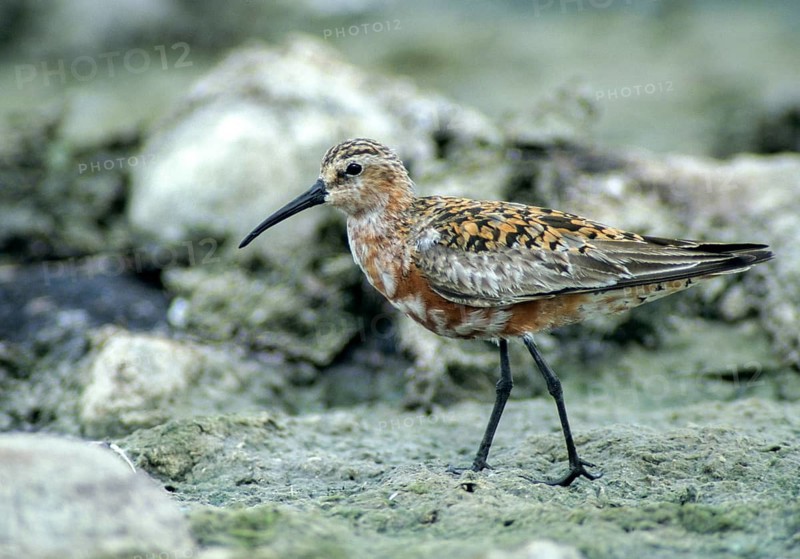 Calidris ferruginea, curlew sandpiper, sickle sandpiper, birds, charadriiformes, leo, limikolen, snipe birds, scolopacidae, transitory plumage, birds, waders, waders, transitional dress