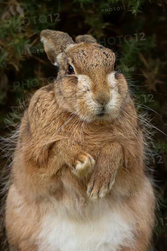European brown hare (Lepus europaeus) adult animal stretching its front legs in grassland, England, United Kingdom