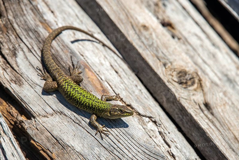 Granelli, Italian Wall Lizard, Italy, Pantani Cuba and Longarini, Podarcis Sicula, Podarcis Sicula, Ruin Lizard, Migratory Bird Sanctuary, Pantani Cuba & Longarini Migratory Bird Sanctuary, Critters, Lizards, Lizards, Reptilia, Reptiles, Ruin Lizard, Sicily, Foundation for Biodiversity
