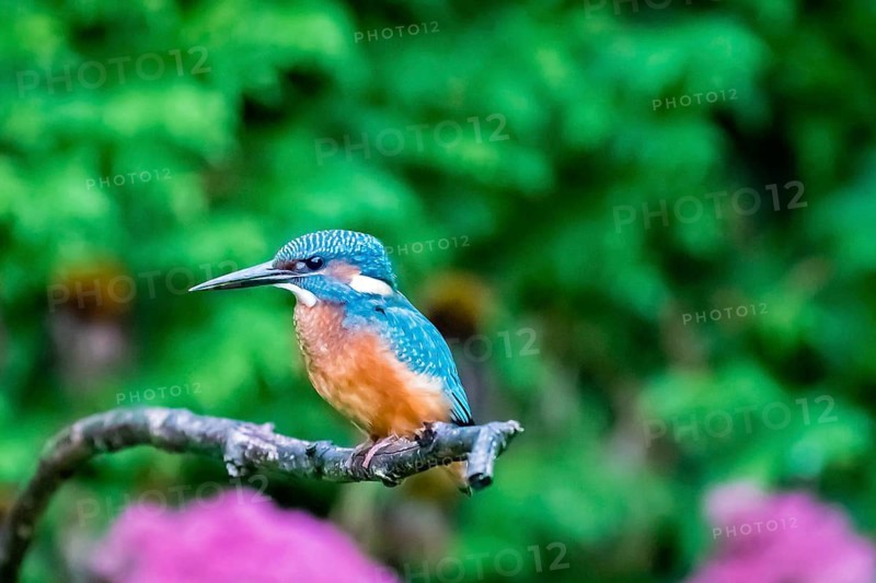 Animals, birds, kingfisher, kingfishers, habitat, perch, branch, side view, (Alcedo atthis)