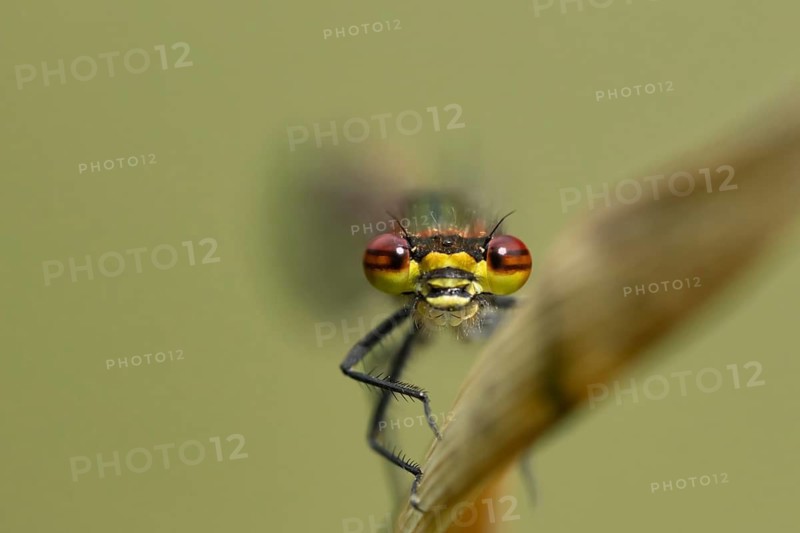 Large red damselfly (Pyrrhosoma nymphula) adult insect on a reed stem in spring, Suffolk, England, United Kingdom