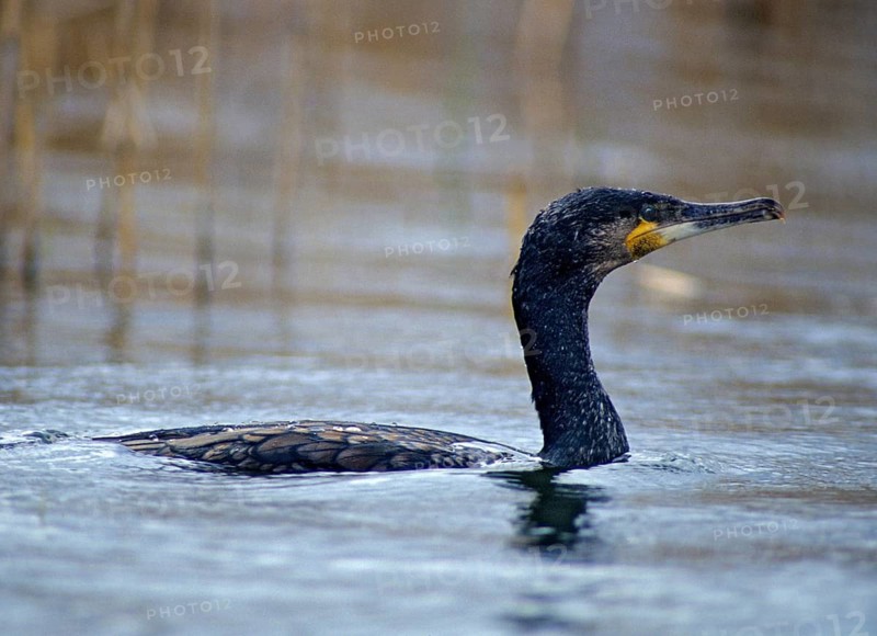 Black shag, cormorant, phalacrocorax carbo, birds, breeding plumage, brood dress, leo, pelecaniforms, magnificent dress, ropedes, birds, waterbirds, waterbirds