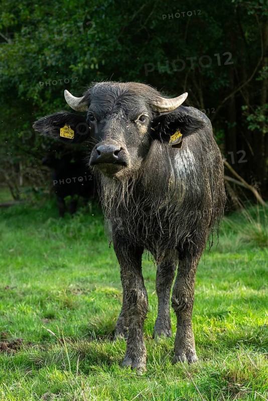 Bavaria, Bubalus Arnee, Even-töd Ungulate, Upper Palatinate, Paarhufer, Tirschenreuth, Waldnaab, Waldnaabaue, water buffalo, wild willows Waldnaabaue, extensive grazing, high size, portrait format, mammals, mammals
