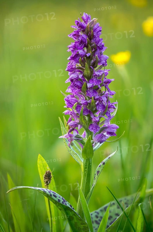 Broad-leaved fingerroot, broad-leaved marsh orchid, dactylorhiza majalis, orchid herb, orchidaceae, orchids, orchids, orchids, broad-leaved marsh orchid, fan orchid, flora, high size, portrait, plants, plants
