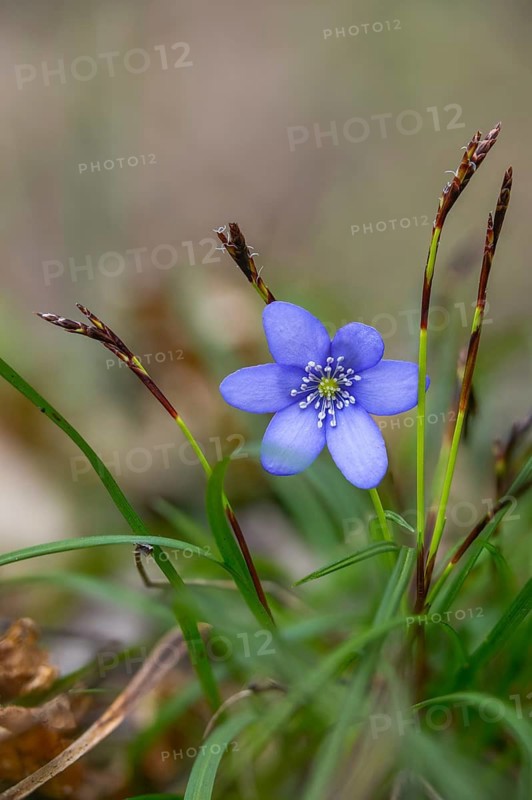 Carex digitata, common hepatica, cyperaceae, fingered sedge, finger harrow, buttercup family, hepatica nobilis, liverwort, ranunculaceae, sour grass, flora, high size, portrait, liverwort, plants, plants