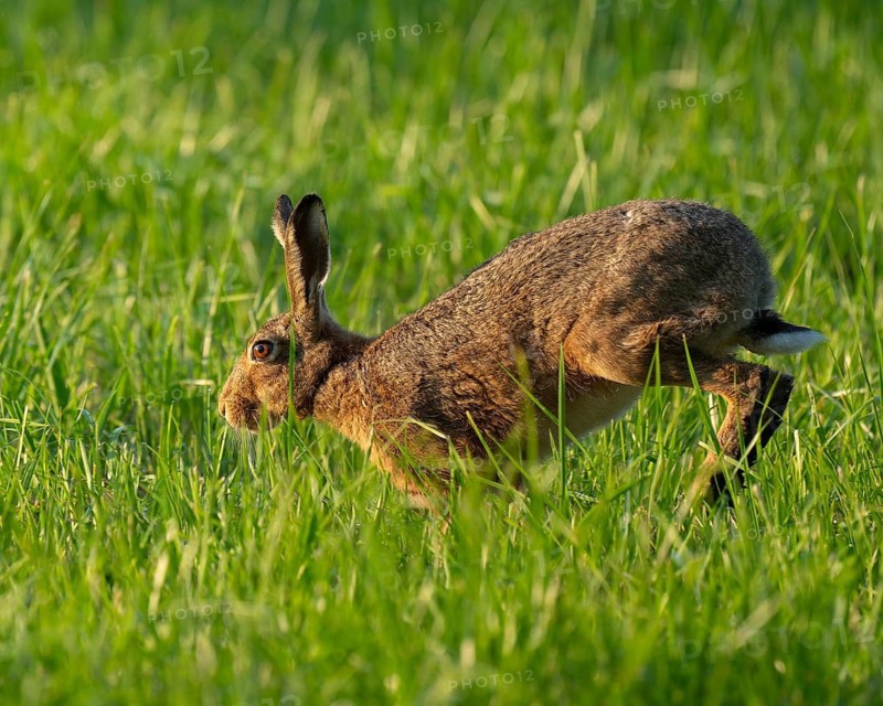 European hare (Lepus europaeus) running across a green meadow, wildlife, Lower Saxony, Germany