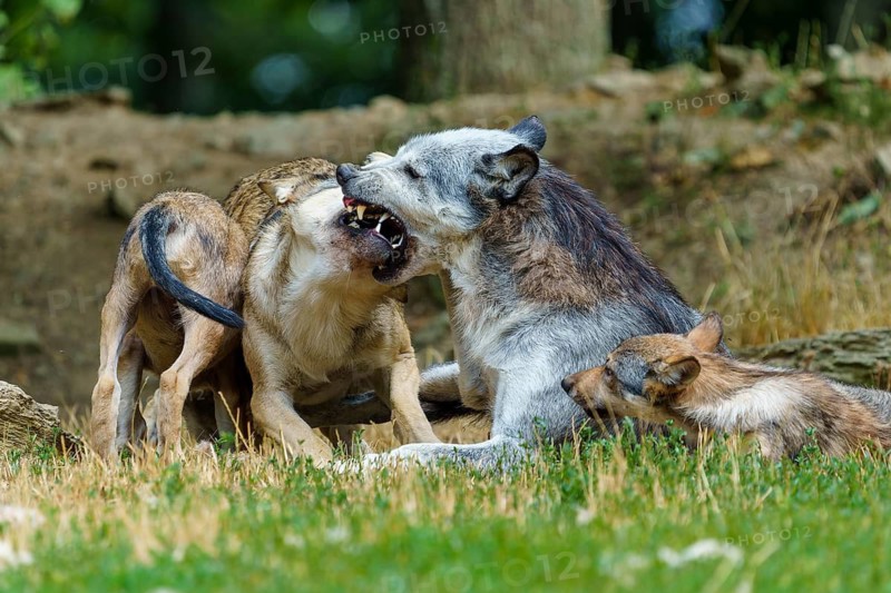 Timberwolf, wolf, American wolf (Canis lupus lycaon), Germany, a pack of wolves in their natural habitat displays strong social bonds