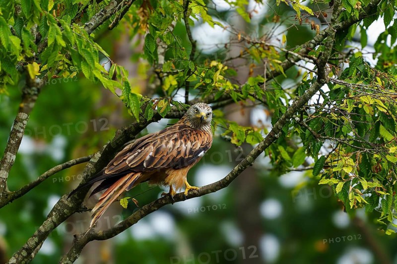 Red Kite (Milvus milvus), wildlife, Germany. A bird of prey perches alertly on a branch in green surroundings