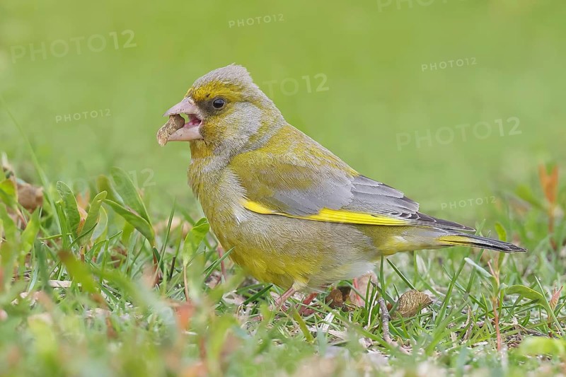 Greenfinch (Carduelis chloris), eating seeds, standing on a green meadow, nature photography, wildlife, animals, bird, Baltic Sea, Baltic Sea island Fehmarn, East Holstein, Schleswig-Holstein, Germany