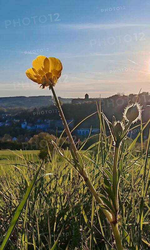 Sunset over a meadow with a close-up of a buttercup (ranunculus acris) in the foreground, Veste Rosenberg in the background, Kronach, spring in the Franconian Forest nature park Park, Upper Franconia