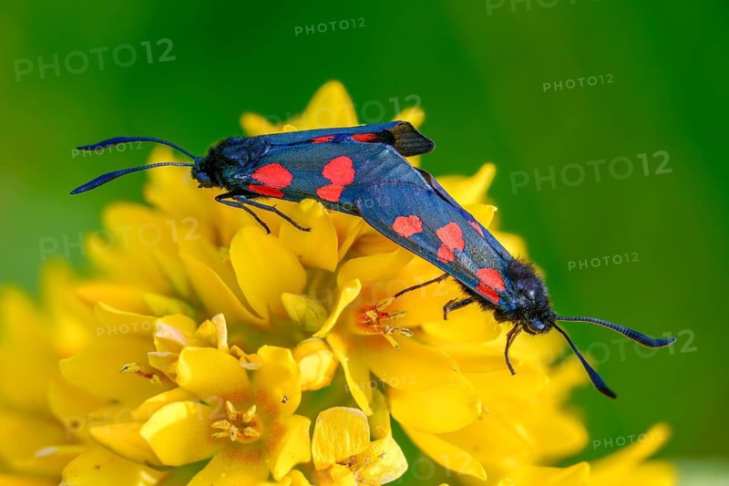 Wetland ram, five-spot burnet, clover ram, marsh horn clover ram, zygaena trifolii, blood droplets, insects, copula, moths, moths, moths, moths, mating, butterflies, ram