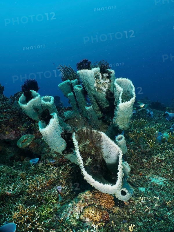 Spiny tube sponge (Callyspongia (Cladochalina) aerizusa) and colourful corals create a diverse underwater landscape, Gondol Bay dive site, Gondol, Bali, Indonesia
