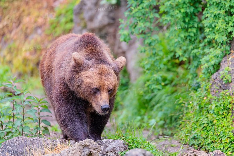 A female brown bear (Ursus arctos arctos) is walking through dense vegetation in hilly terrain, crossing tree trunks and rocks along the way. Transylvania, Romania