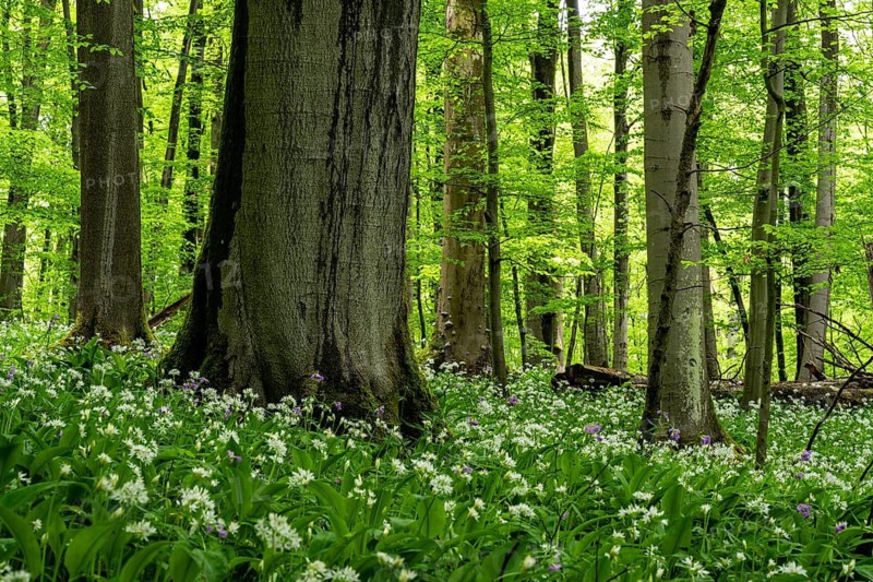 A mystical primeval forest with ancient, moss-covered European beech trees (Fagus sylvatica) with green foliage, surrounded by white-flowering wild garlic (Allium ursinum), Hainich National Park, Thuringia, Germany