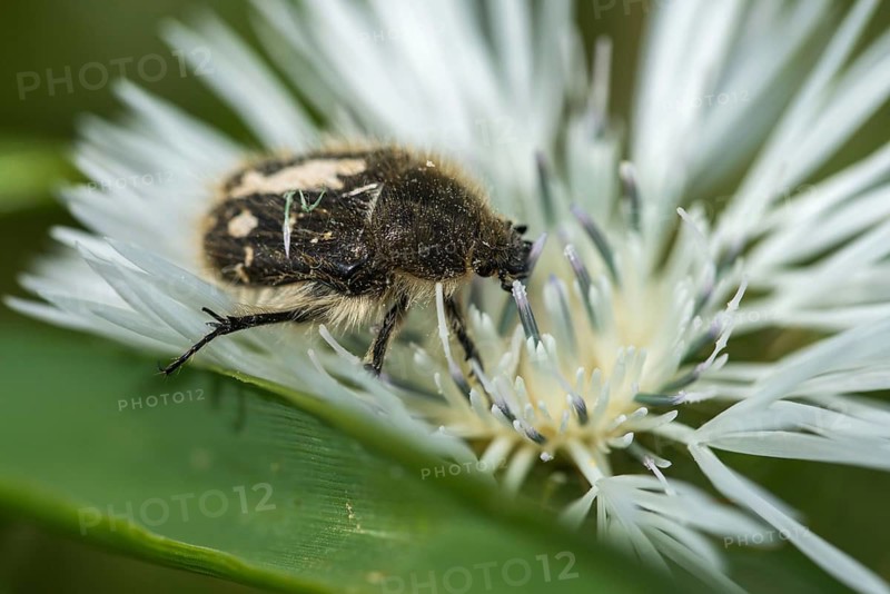 Apple Blossom Beetle, Leaf Horn Beetle, Granelli, Italy, Pantani Cuba and Longarini, Rose Beetle, Scarabaeidae, Tree Flower Chafer, Tropinota Hirta, Shaggy Rose Beetles, Migratory Bird Sanctuary Pantani Cuba & Longarini, Beetle, Coleoptera, Insects, Italy, Beetles, Sicily, Foundation for Biodiversity