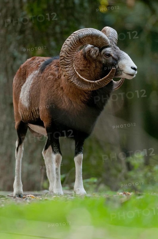 Artiodactyla, even-toed ungulate, mouflon, mouflon, mouflon, ovis gmelini musimon, cloven-hoofed, high size, portrait format, mammals, sheep, mammals, rams, game